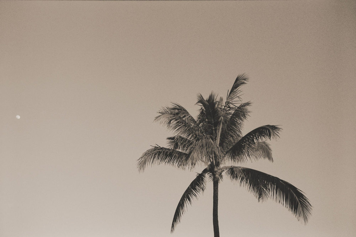 Evening Palm Sepia Mural Wallpaper - pure wallpaper artwork