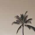 Evening Palm Sepia Mural Wallpaper - pure wallpaper artwork