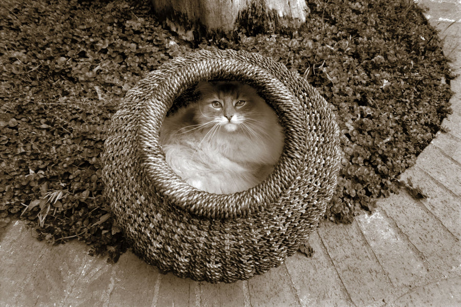 Cat in the Basket Mural Wallpaper
