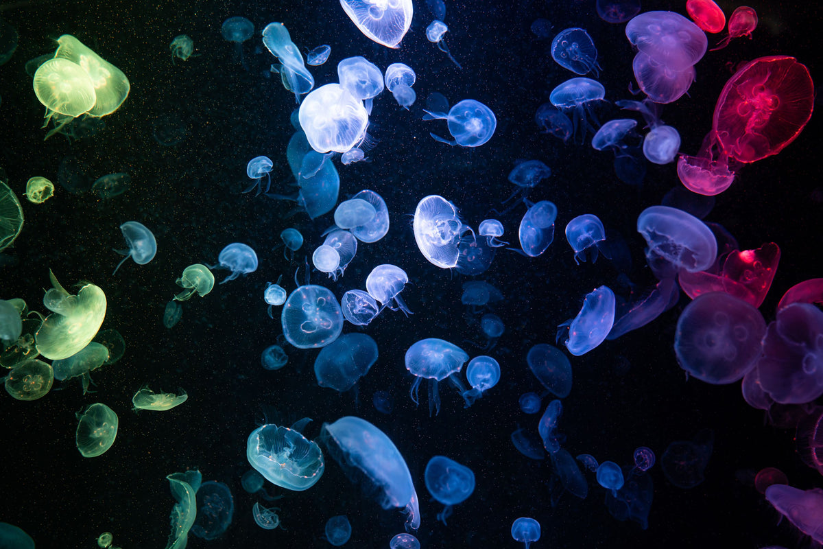 Jellyfish Disco Mural Wallpaper - pure wallpaper artwork