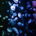 Jellyfish Disco Mural Wallpaper - pure wallpaper artwork