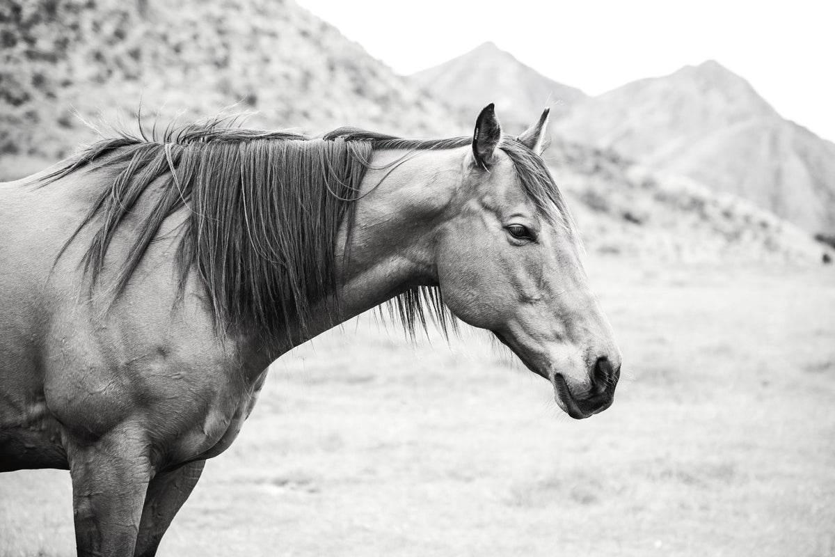 Moke Lake Horse Mural Wallpaper - pure wallpaper artwork