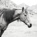 Moke Lake Horse Mural Wallpaper - pure wallpaper artwork