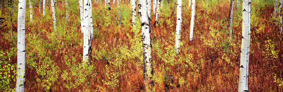 Autumn Birch Haven Mural Wallpaper