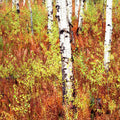 Autumn Birch Haven Mural Wallpaper - pure wallpaper artwork