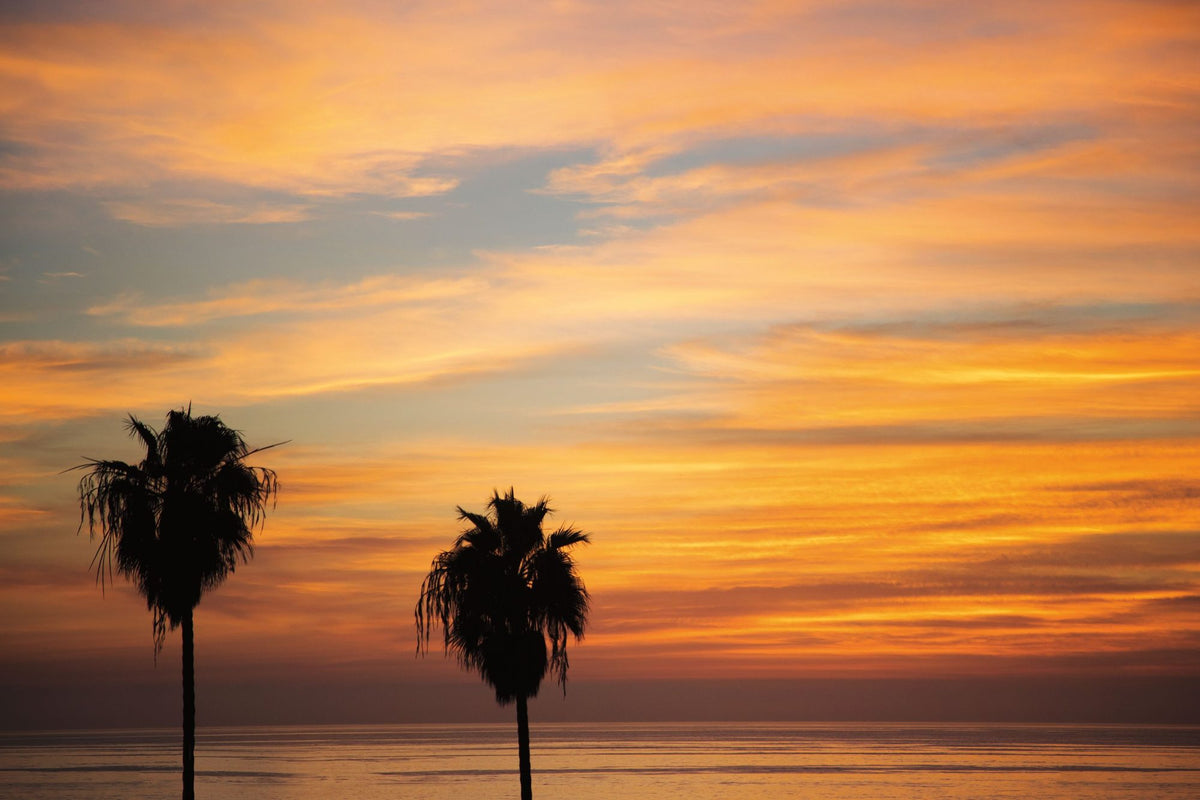 Sunset Palms III Mural Wallpaper - pure wallpaper artwork