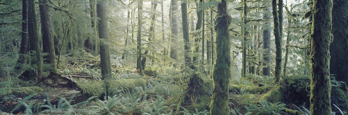 Moss Everywhere Mural Wallpaper - pure wallpaper artwork