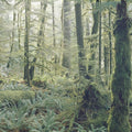 Moss Everywhere Mural Wallpaper - pure wallpaper artwork