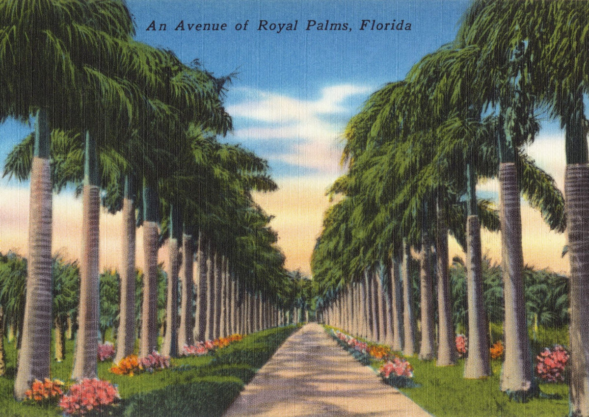 Greetings From Royal Palms Mural Wallpaper - pure wallpaper artwork