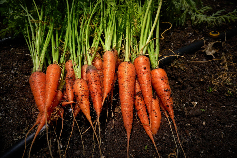 Harvest Carrot Mural Wallpaper