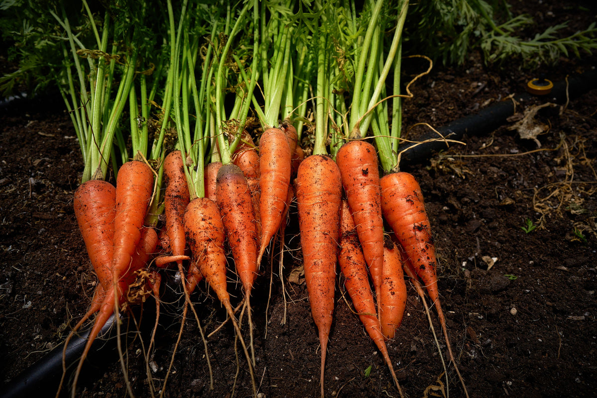 Harvest Carrot Mural Wallpaper - pure wallpaper artwork