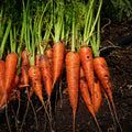 Harvest Carrot Mural Wallpaper - pure wallpaper artwork