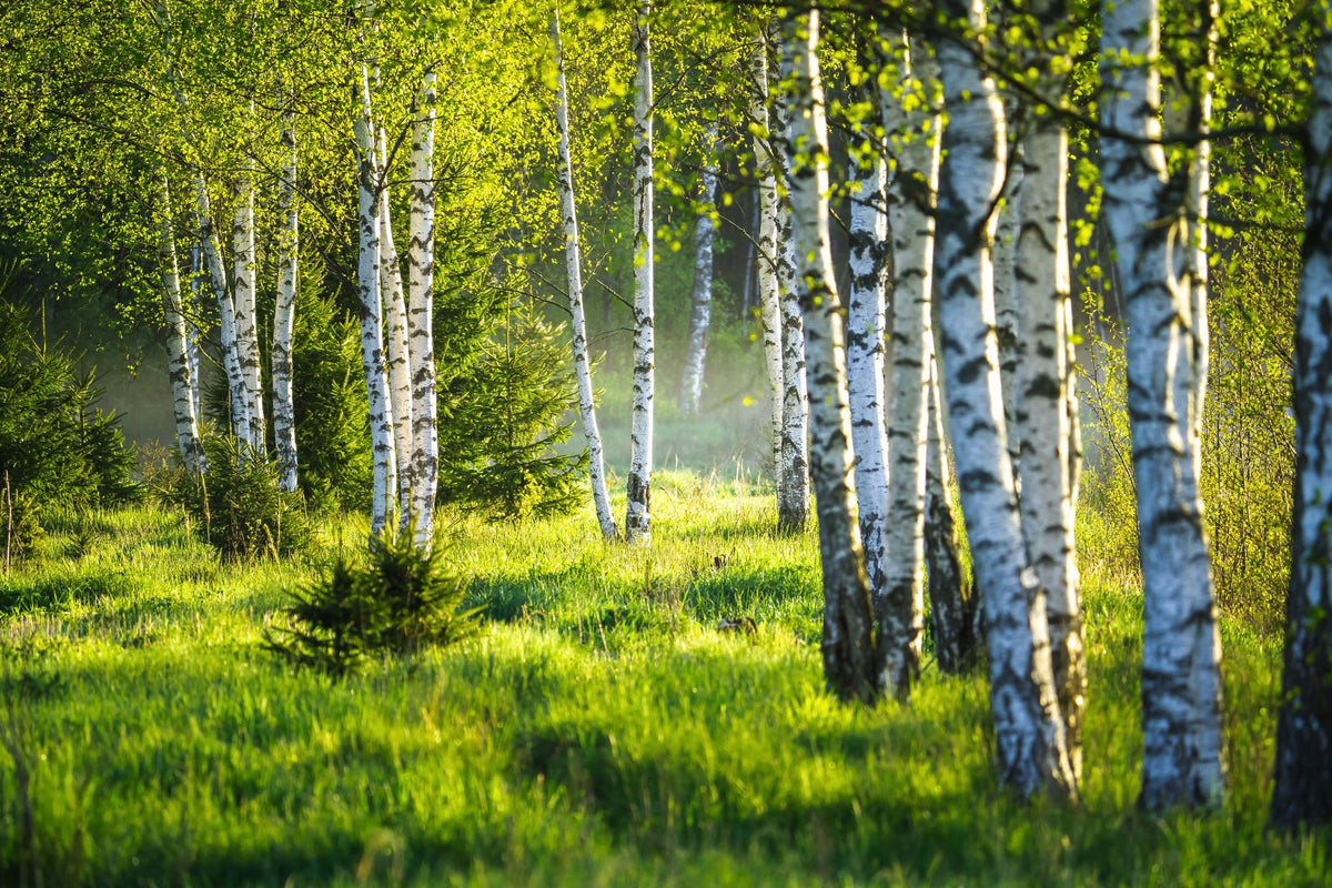 Young Birches Mural Wallpaper - pure wallpaper artwork