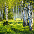 Young Birches Mural Wallpaper - pure wallpaper artwork