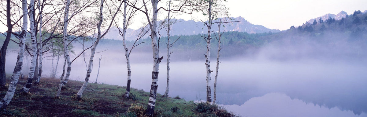 Nagano Birch Mural Wallpaper - pure wallpaper artwork