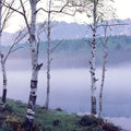 Nagano Birch Mural Wallpaper - pure wallpaper artwork