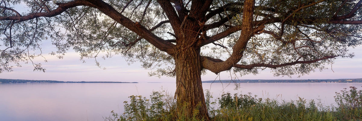 Twilight Solitude Tree Mural Wallpaper - pure wallpaper artwork