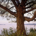 Twilight Solitude Tree Mural Wallpaper - pure wallpaper artwork