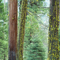 Moss Haven Mural Wallpaper - pure wallpaper artwork