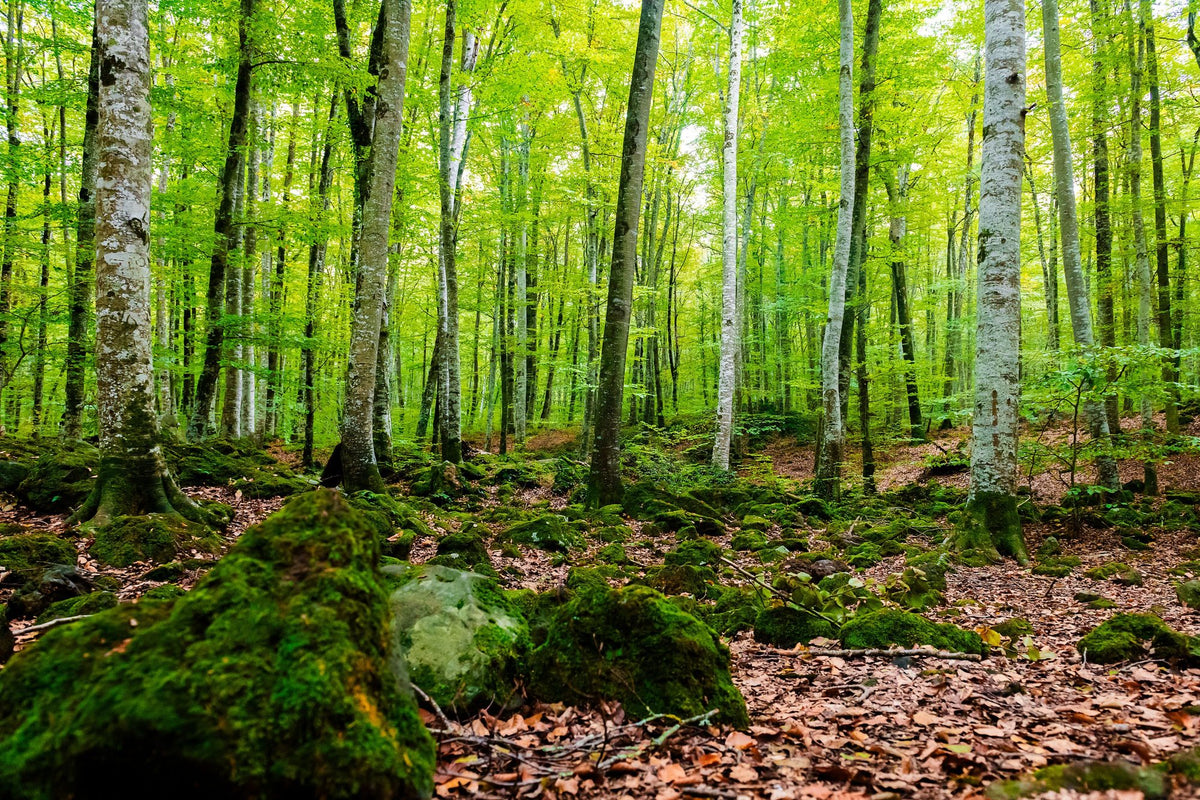 Intense Birch Wood Mural Wallpaper - pure wallpaper artwork
