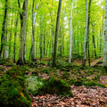 Intense Birch Wood Mural Wallpaper - pure wallpaper artwork
