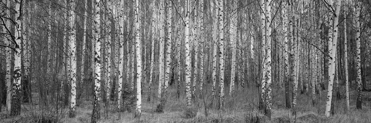 Birch Symphony Mural Wallpaper - pure wallpaper artwork