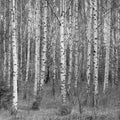 Birch Symphony Mural Wallpaper - pure wallpaper artwork