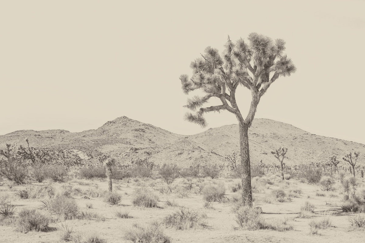 Joshua Tree Focus Mural Wallpaper - pure wallpaper artwork