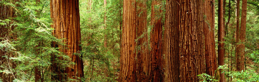 Ancient Timber Glow Mural Wallpaper