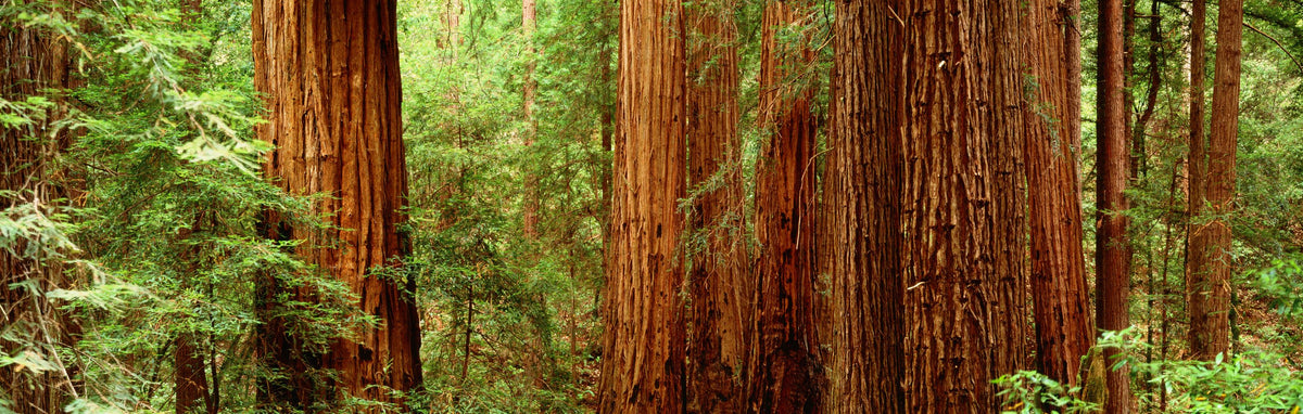 Ancient Timber Glow Mural Wallpaper - pure wallpaper artwork