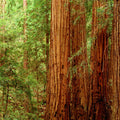 Ancient Timber Glow Mural Wallpaper - pure wallpaper artwork