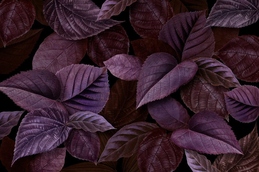 Botanical Wallpaper Mural – Leaf & Plant Wall Mural – Purple Leaves printable artwork