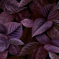 Purple Leaves Mural Wallpaper - pure wallpaper artwork
