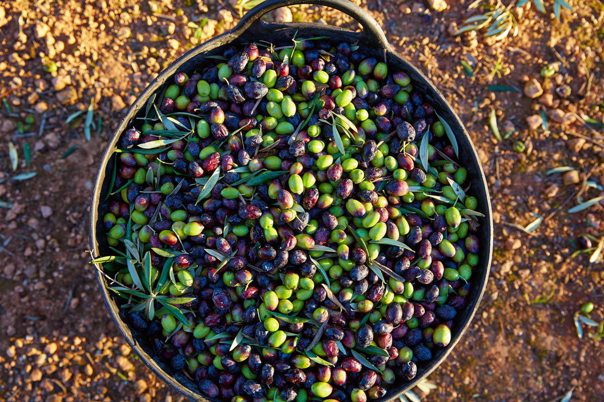 Olive Harvest Mural Wallpaper - pure wallpaper artwork