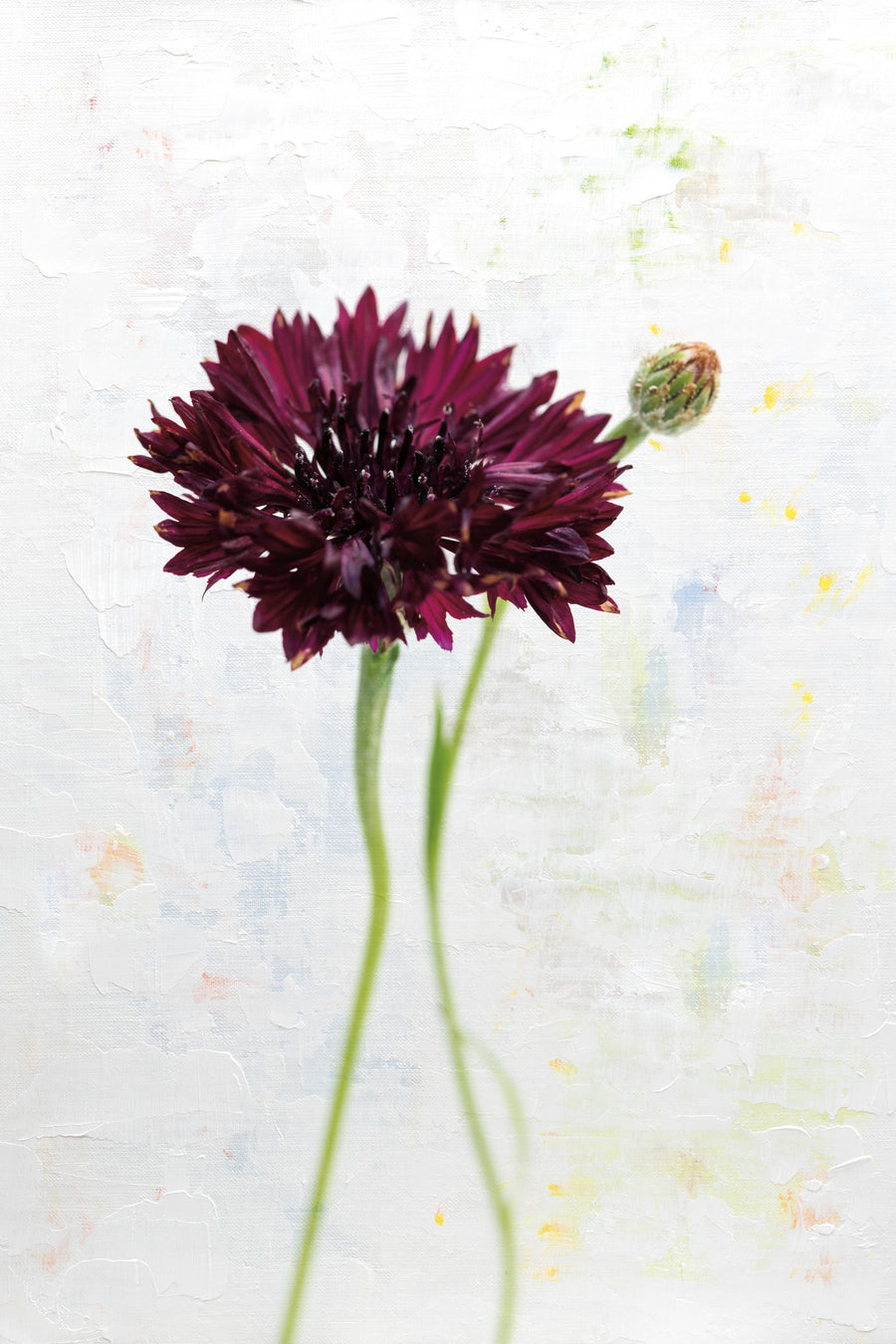 Wonderful Wildflowers VIII Mural Wallpaper