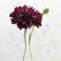 Wonderful Wildflowers VIII Mural Wallpaper - pure wallpaper artwork