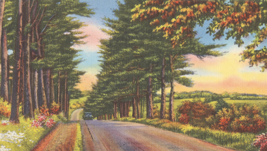 Along the Trees Mural Wallpaper