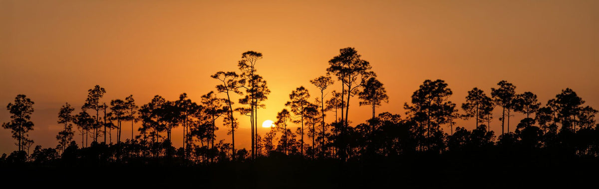 Forest Twilight Glow Mural Wallpaper - pure wallpaper artwork