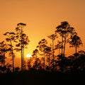 Forest Twilight Glow Mural Wallpaper - pure wallpaper artwork