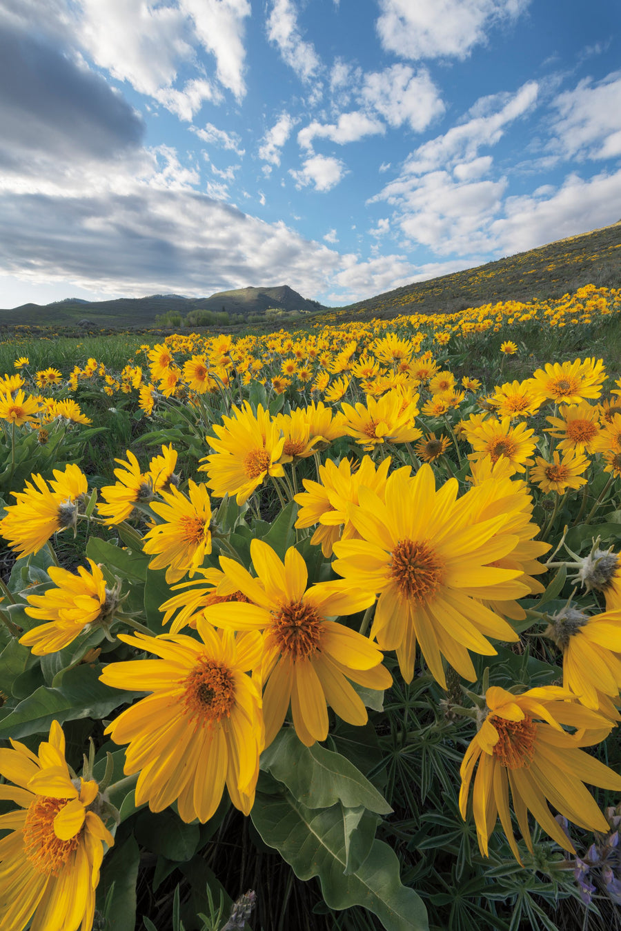 Methow Valley Wildflowers II Mural Wallpaper