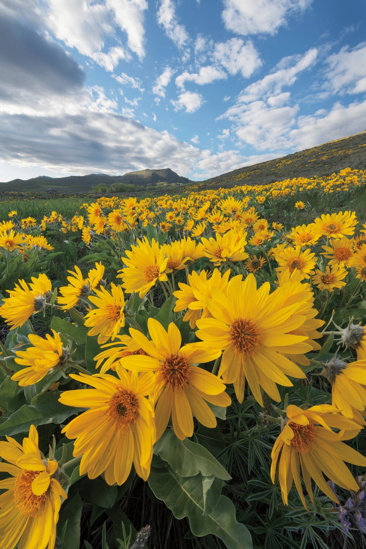 Methow Valley Wildflowers II Mural Wallpaper - pure wallpaper artwork