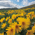 Methow Valley Wildflowers II Mural Wallpaper - pure wallpaper artwork