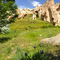Purple Wildflower Canyon Mural Wallpaper - pure wallpaper artwork