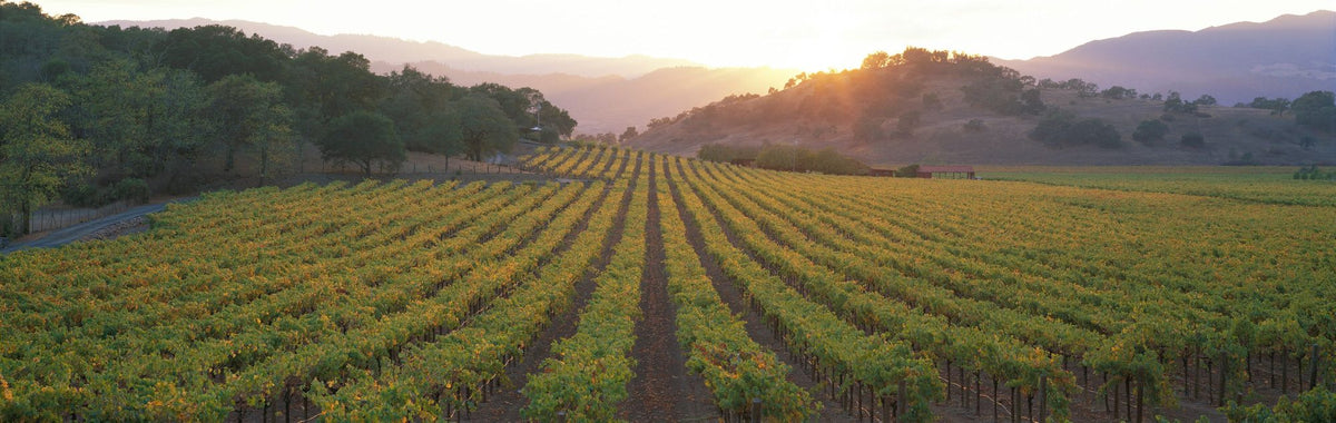 Napa Sunset Mural Wallpaper - pure wallpaper artwork