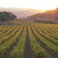 Napa Sunset Mural Wallpaper - pure wallpaper artwork