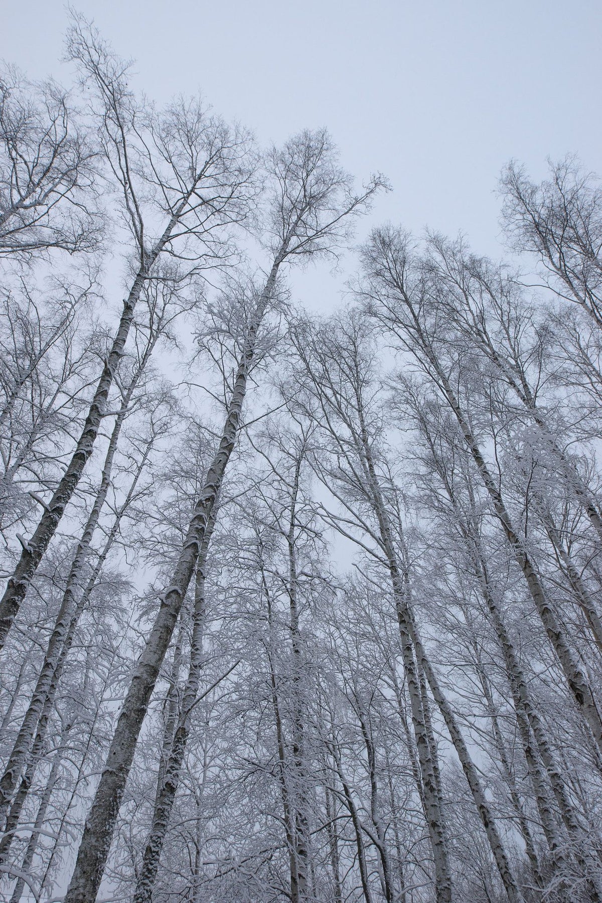Frosty Trees Mural Wallpaper - pure wallpaper artwork