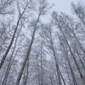 Frosty Trees Mural Wallpaper - pure wallpaper artwork