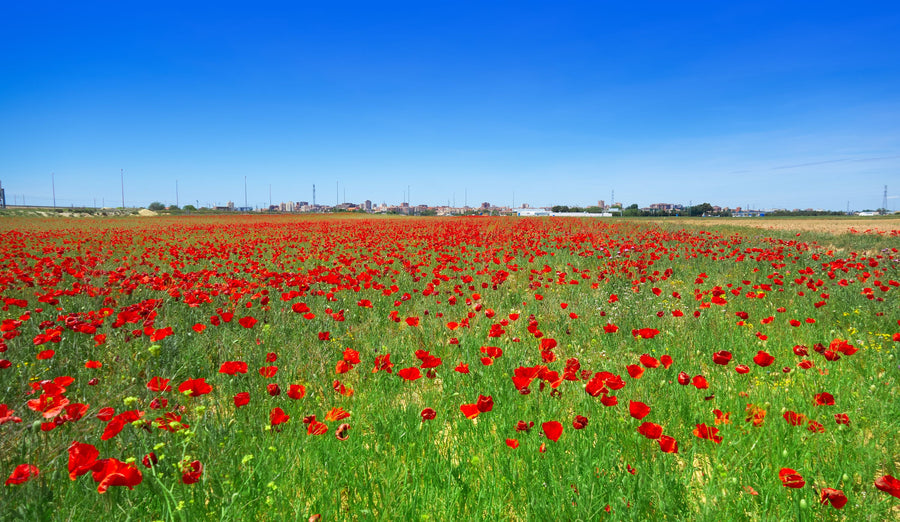 Crimson Poppy Field Mural Wallpaper