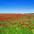 Crimson Poppy Field Mural Wallpaper - pure wallpaper artwork
