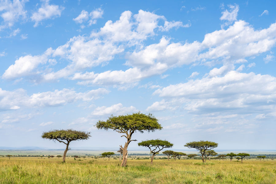 Acacia Trees Mural Wallpaper